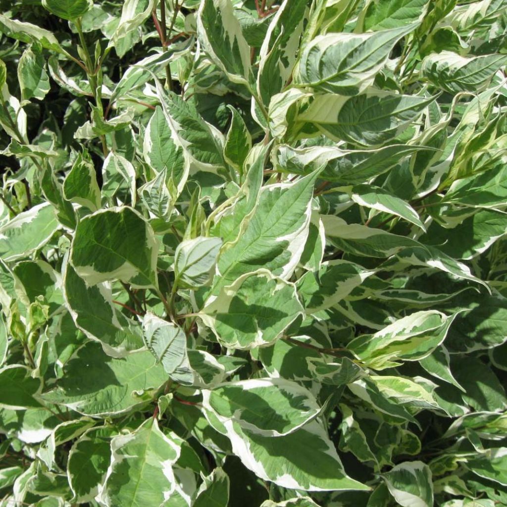 Cornus alba Ivory Halo - Tatarischer Hartriegel