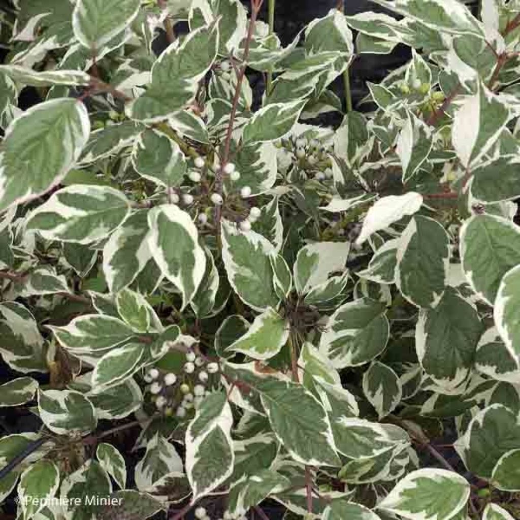 Cornus alba Sibirica Variegata - Tatarischer Hartriegel
