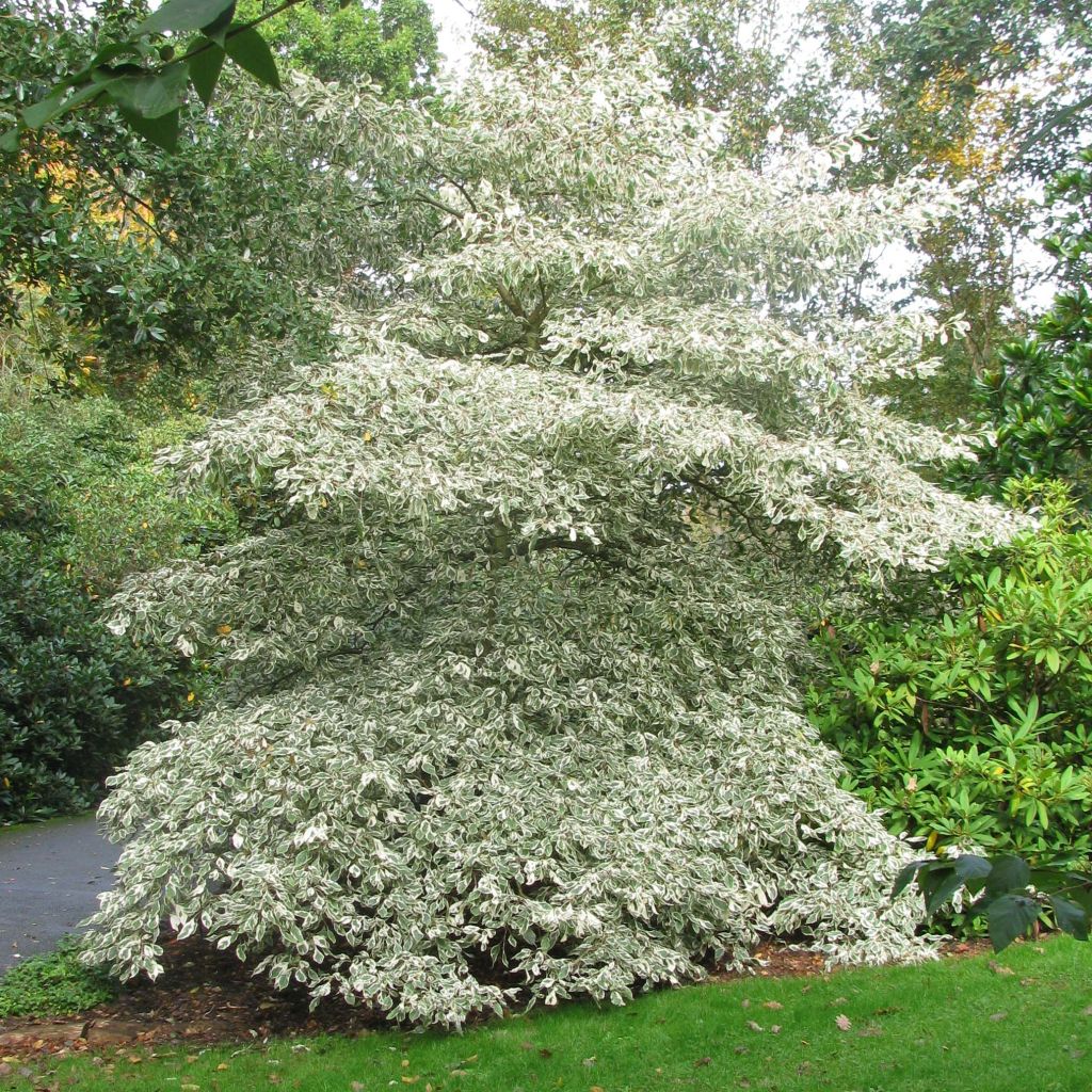 Benthams Hartriegel Variegata - Cornus controversa