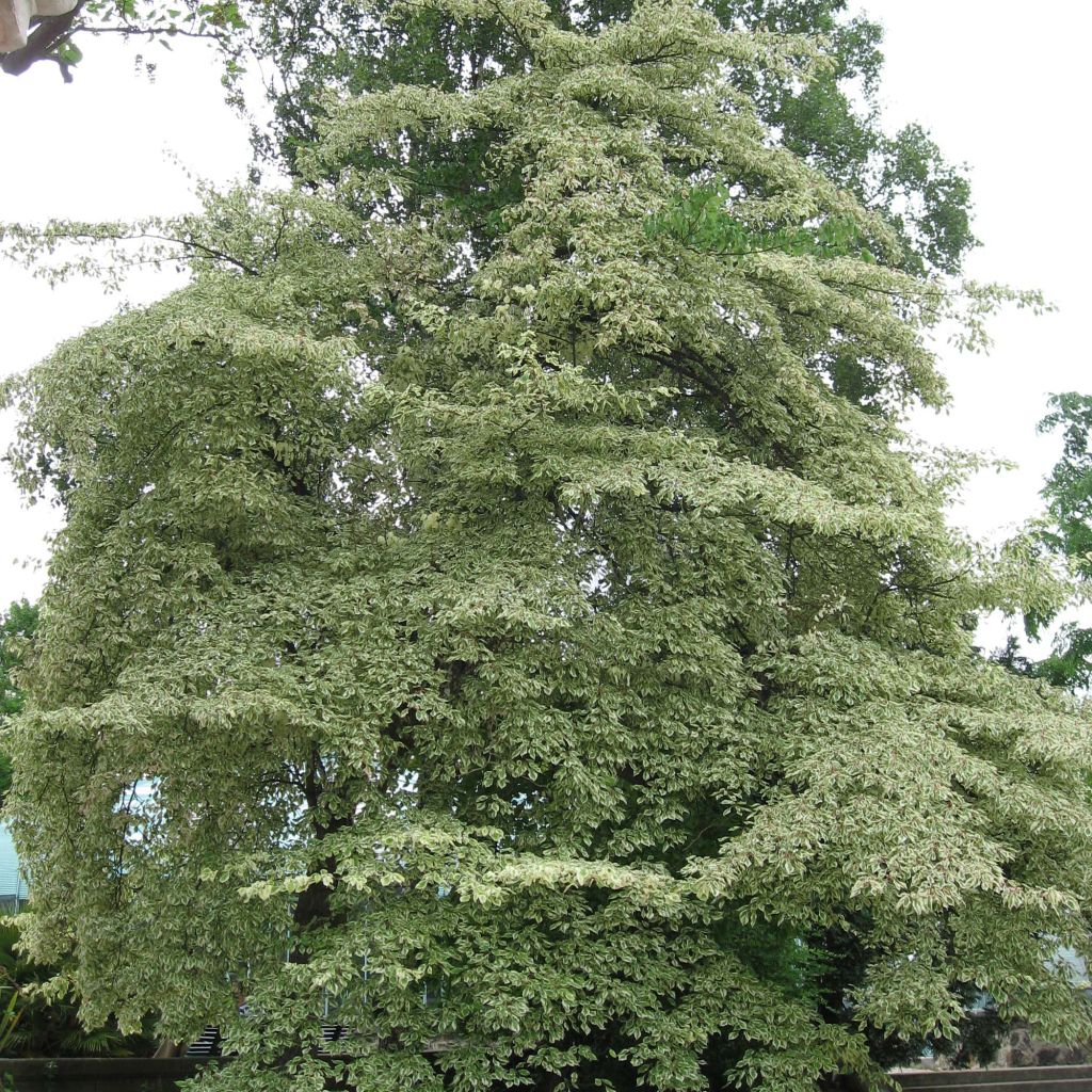 Benthams Hartriegel Variegata - Cornus controversa
