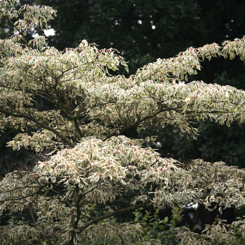 Benthams Hartriegel Variegata - Cornus controversa