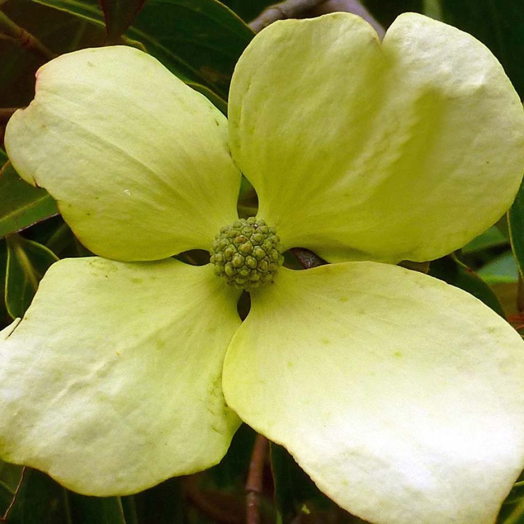 Hongkong-Hartriegel - Cornus hongkongensis
