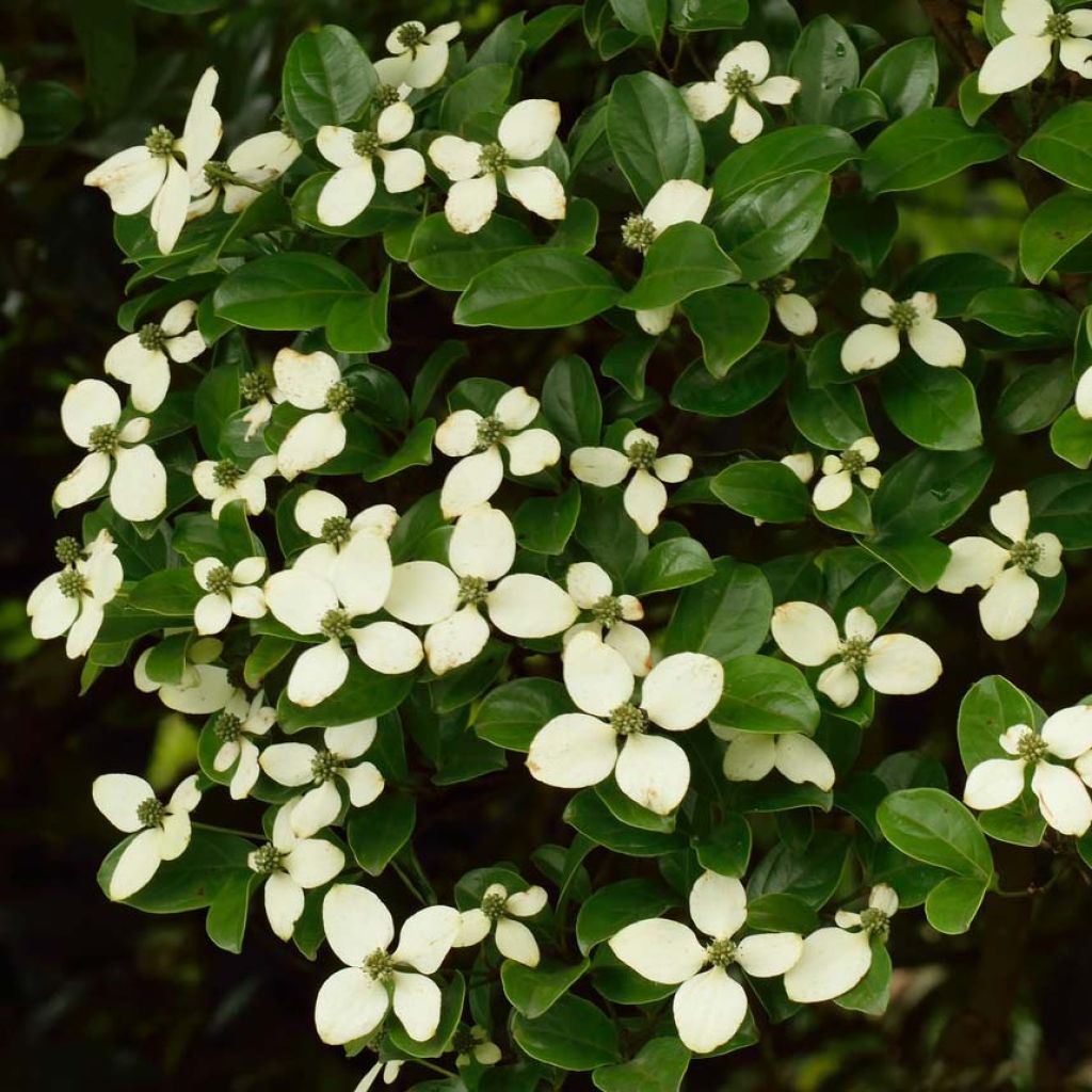 Hongkong-Hartriegel - Cornus hongkongensis