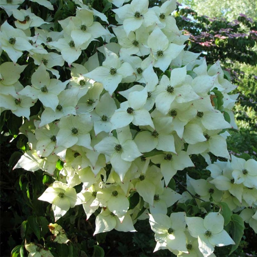 Japanischer Blumen-Hartriegel Milky Way - Cornus kousa