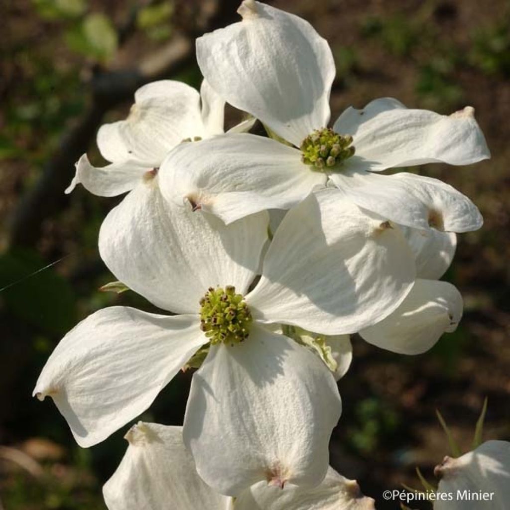 Amerikanischer Blumen-Hartriegel Cherokee Daybreak - Cornus florida