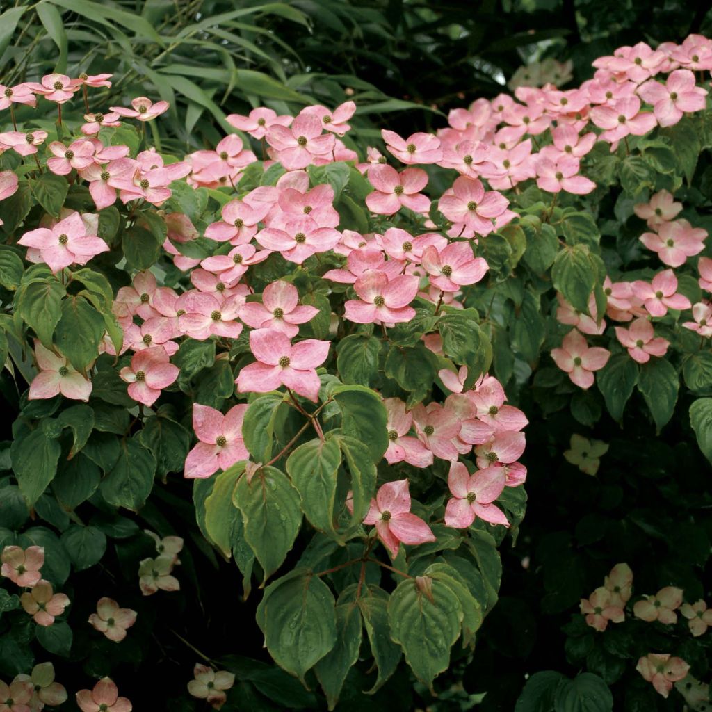 Japanischer Blumen-Hartriegel Satomi - Cornus kousa
