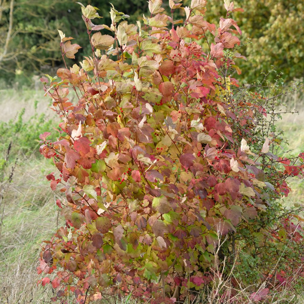 Roter Hartriegel - Cornus sanguinea