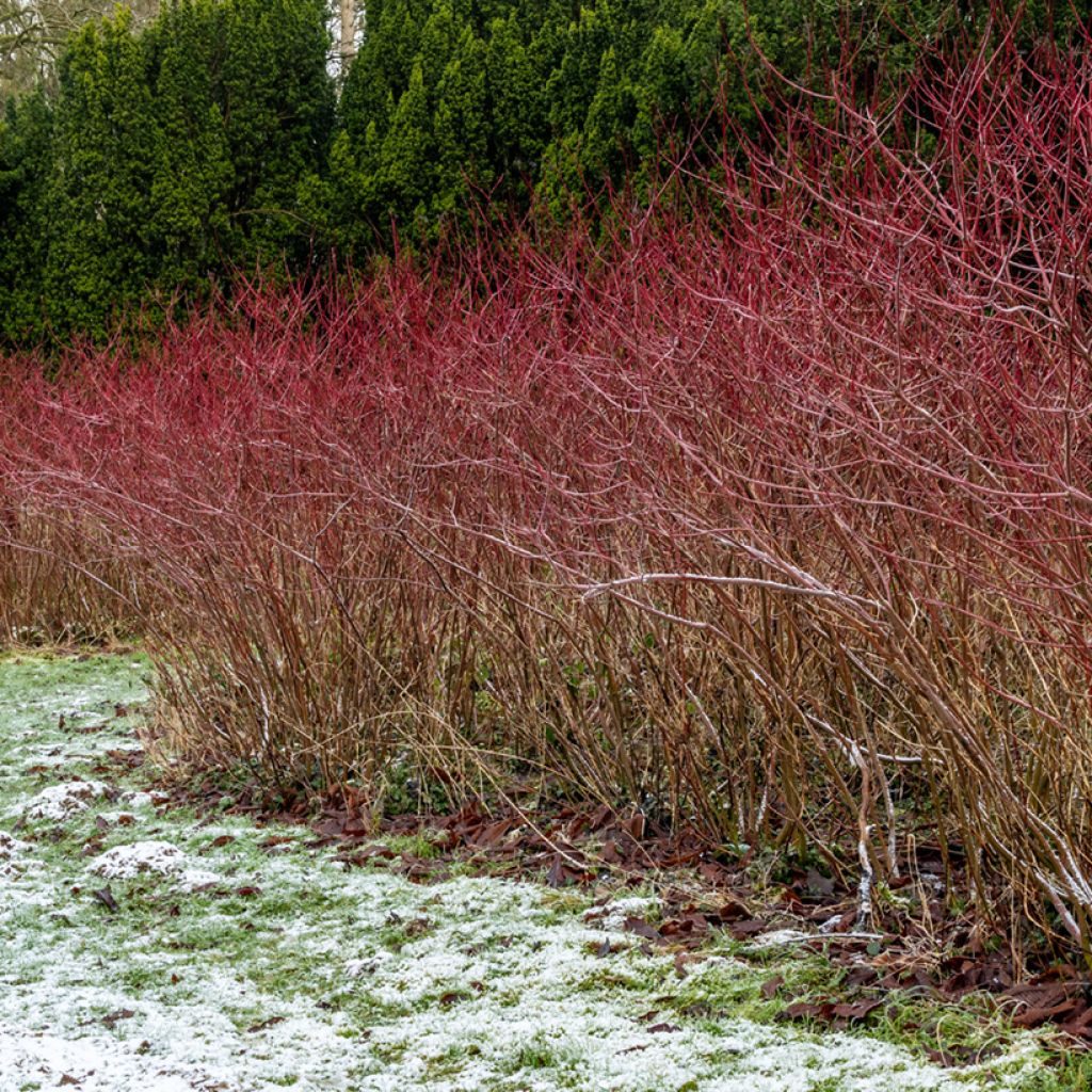 Roter Hartriegel - Cornus sanguinea