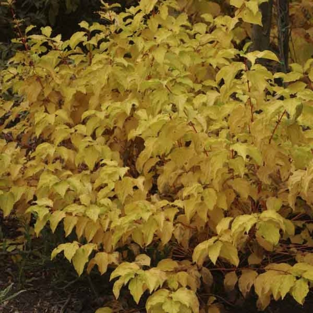 Roter Hartriegel Mid Winter Fire - Cornus sanguinea