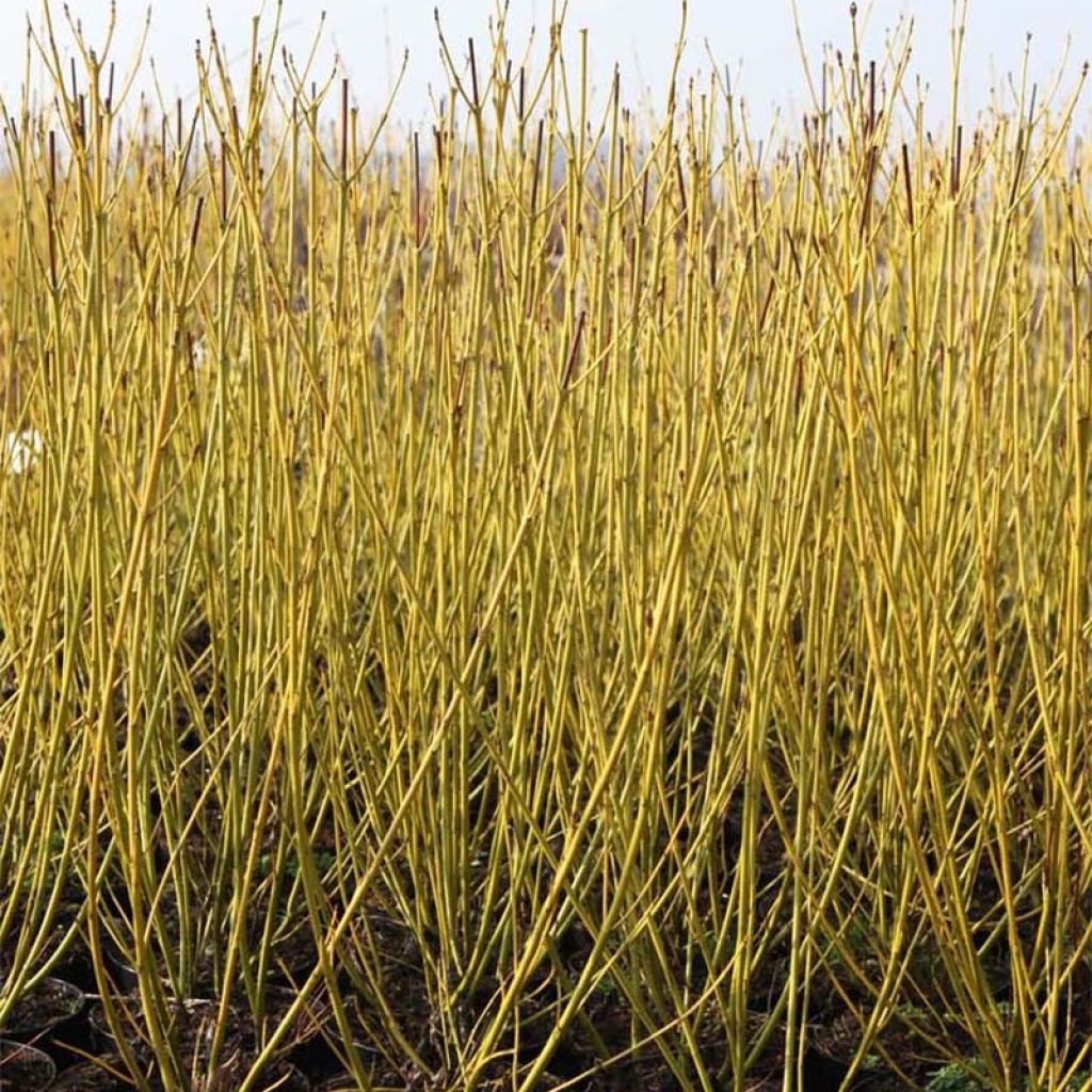 Seidige Hartriegel Budd's Yellow - Cornus sericea