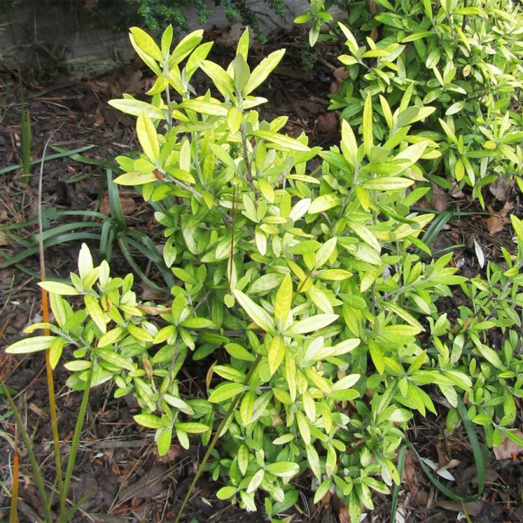 Corokia virgata Banana Royal - Zickzackstrauch