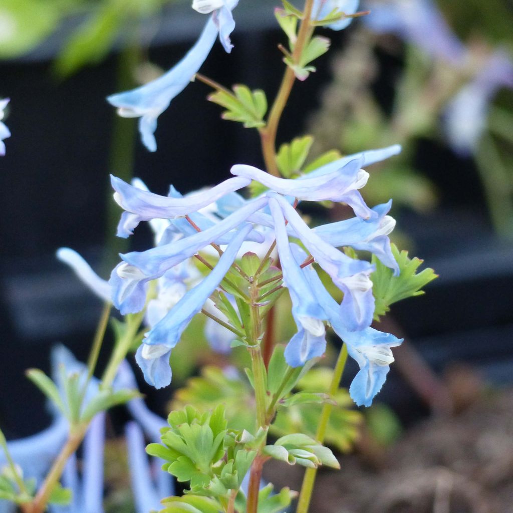 Corydalis flexuosa elata Craigton Blue - Gebogener Lerchensporn