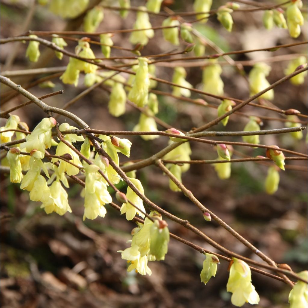 Corylopsis pauciflora - Scheinhasel