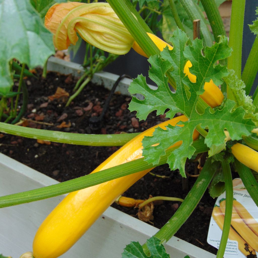 Garten-Kürbis Orelia F1