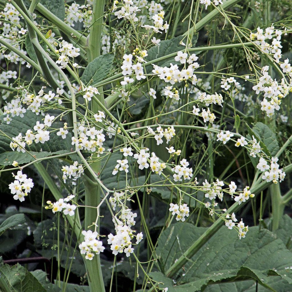 Crambe cordifolia - Riesenschleierkraut