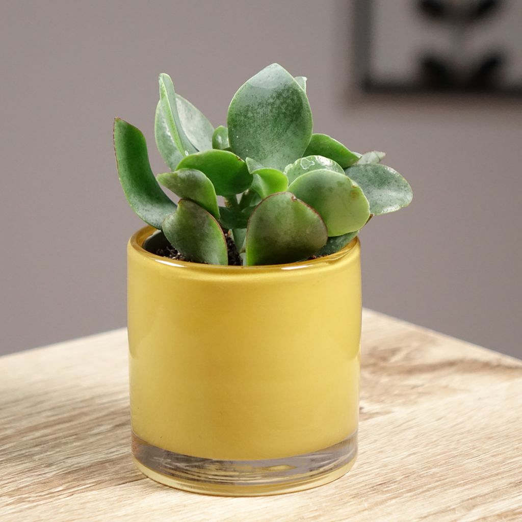 Crassula arborescens Curly Grey - Dickblatt