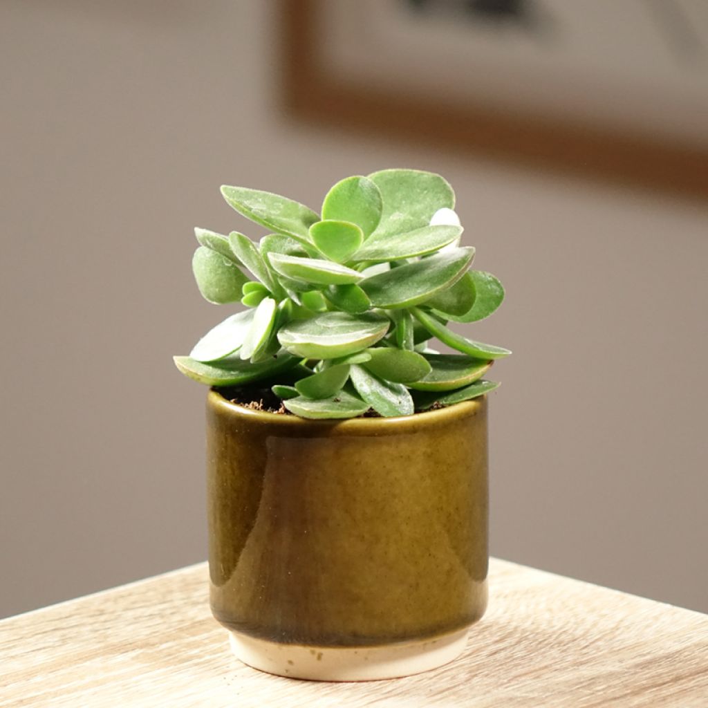 Crassula Money Maker - Geldbaum
