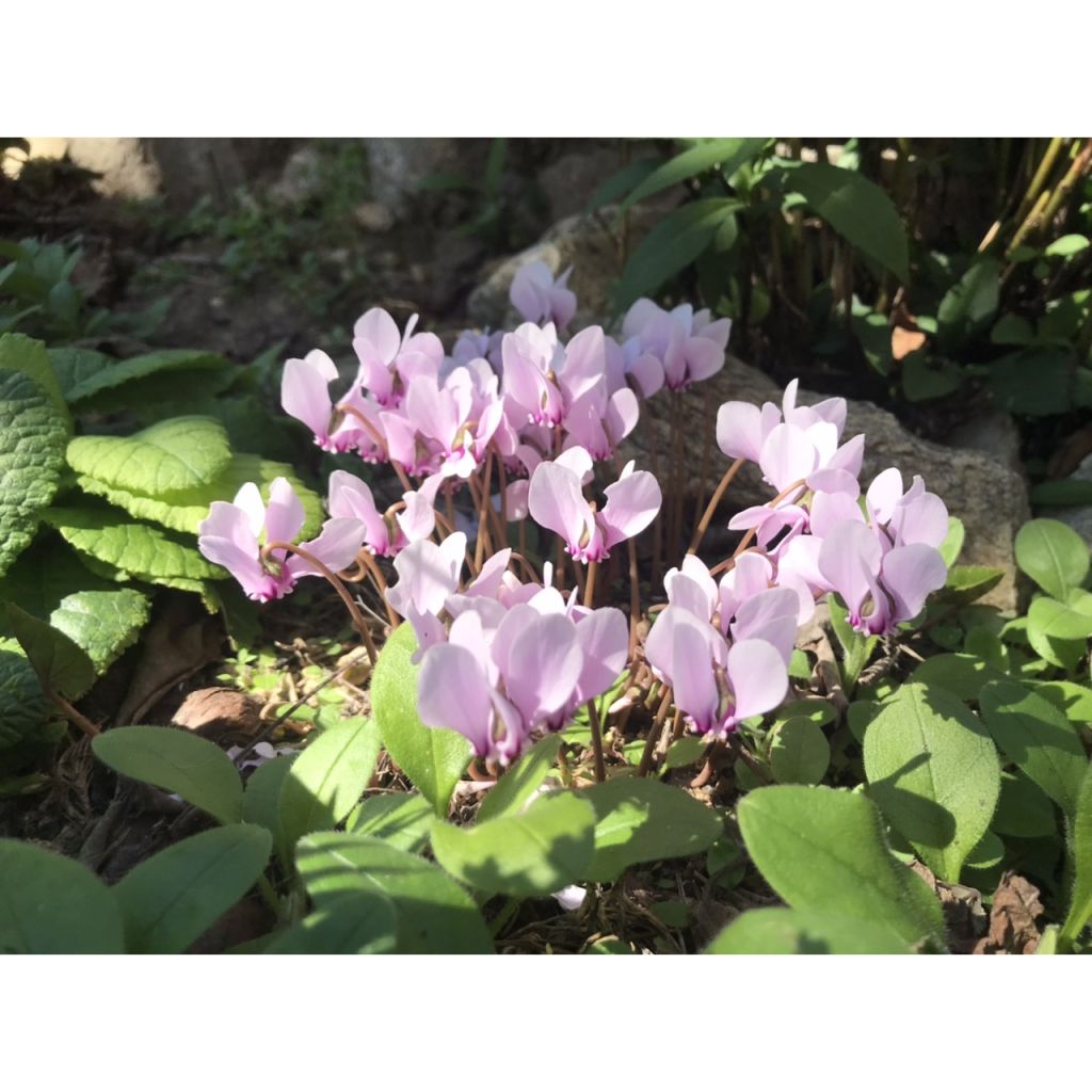 Cyclamen hederifolium - Herbst-Alpenveilchen