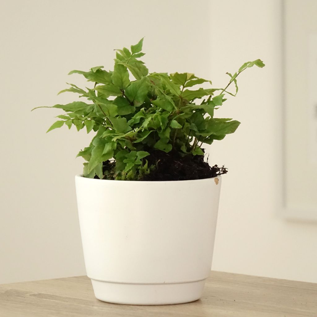 Cyrtomium fortunei - Fortunes Sichelfarn