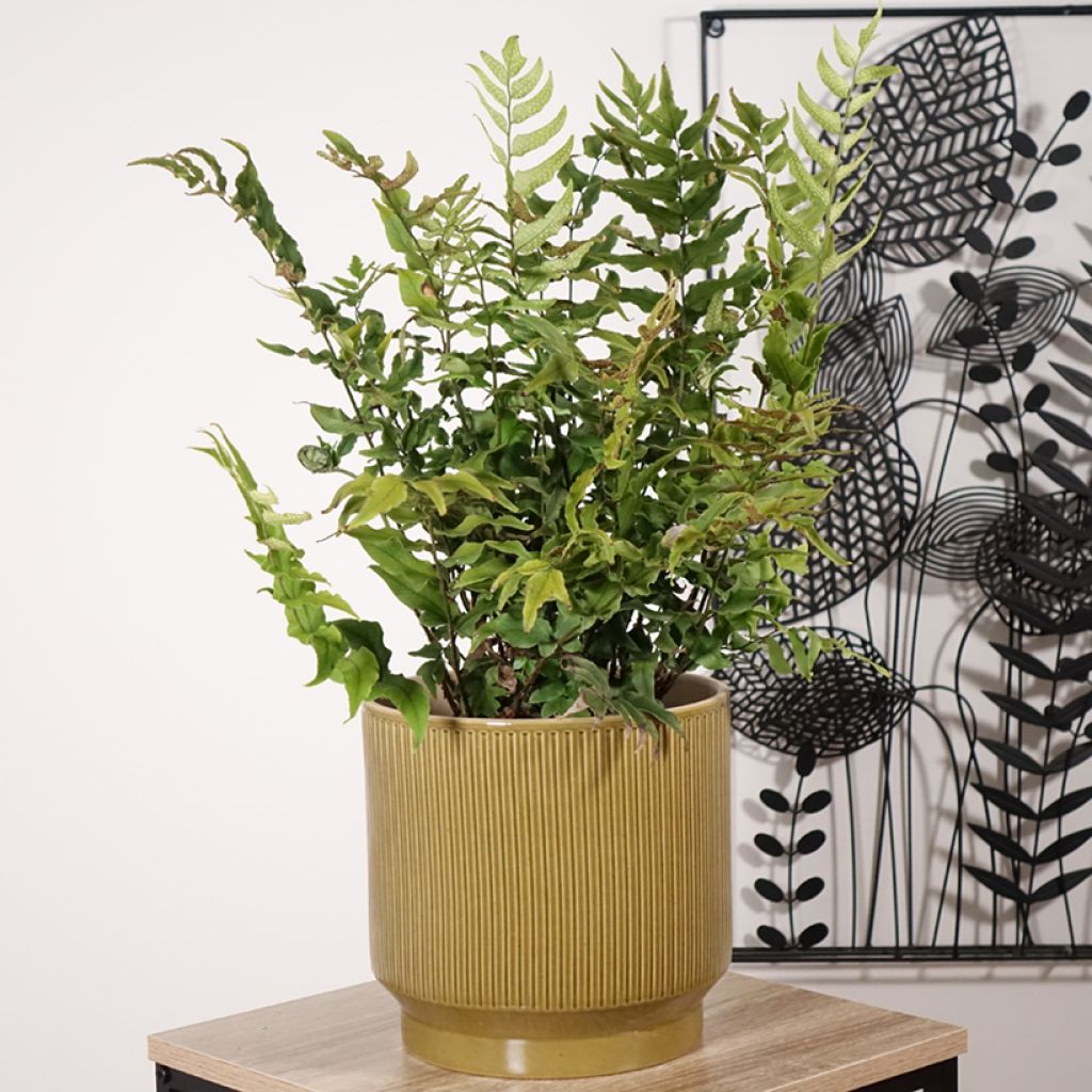 Cyrtomium fortunei - Fortunes Sichelfarn