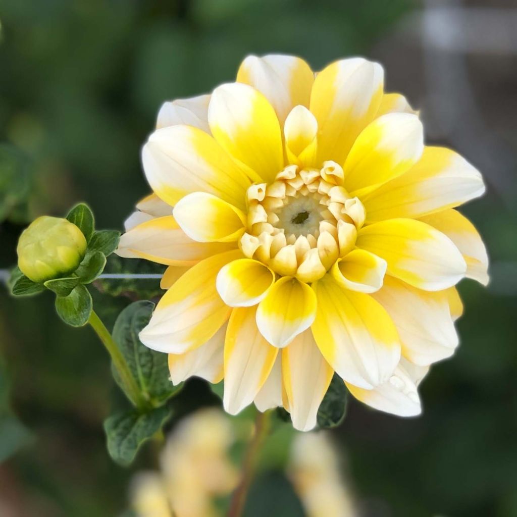 Schmuck-Dahlie Lemon Cane