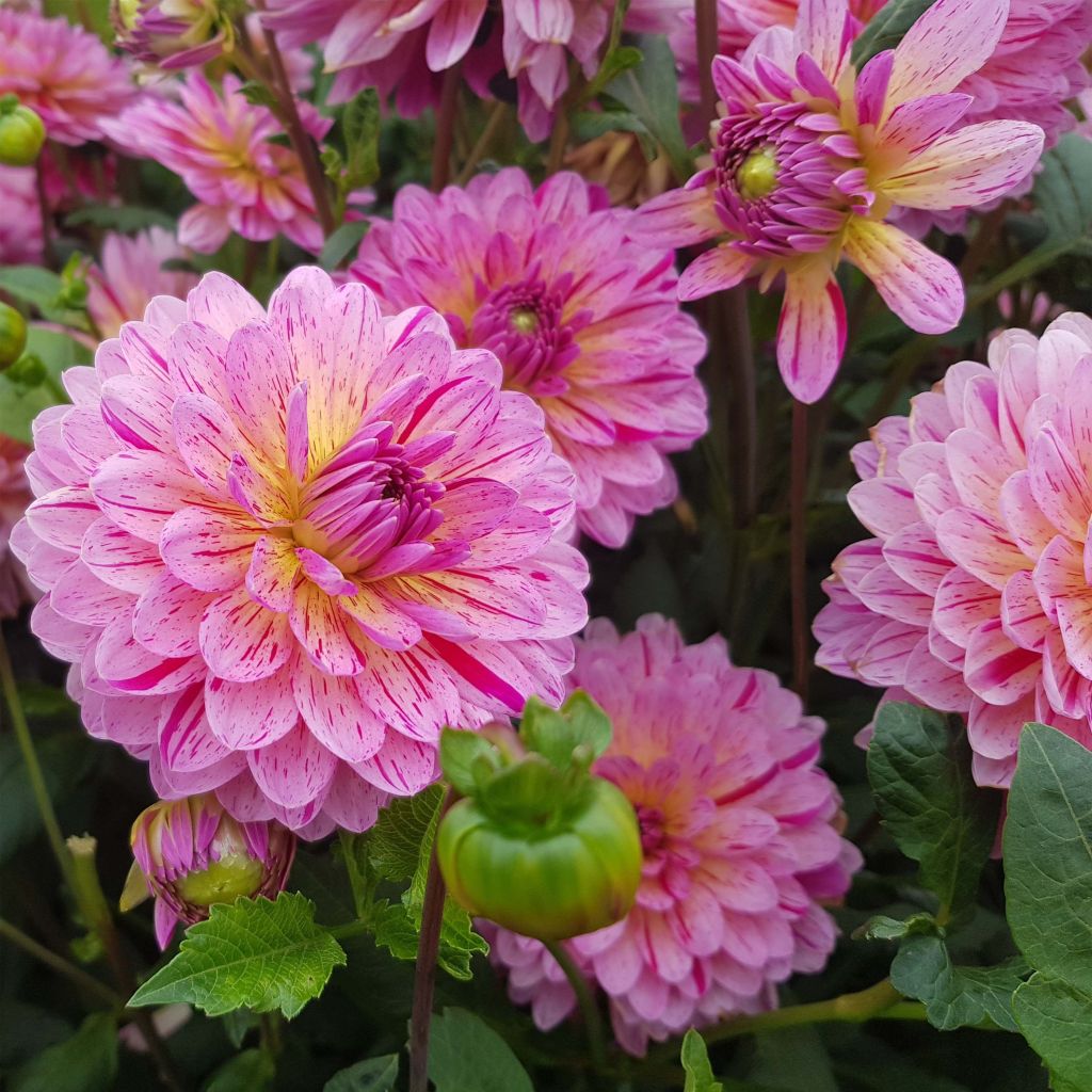 Schmuck-Dahlie Tropical