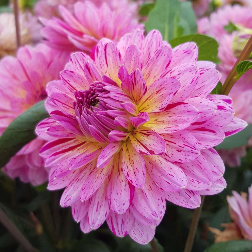 Schmuck-Dahlie Tropical