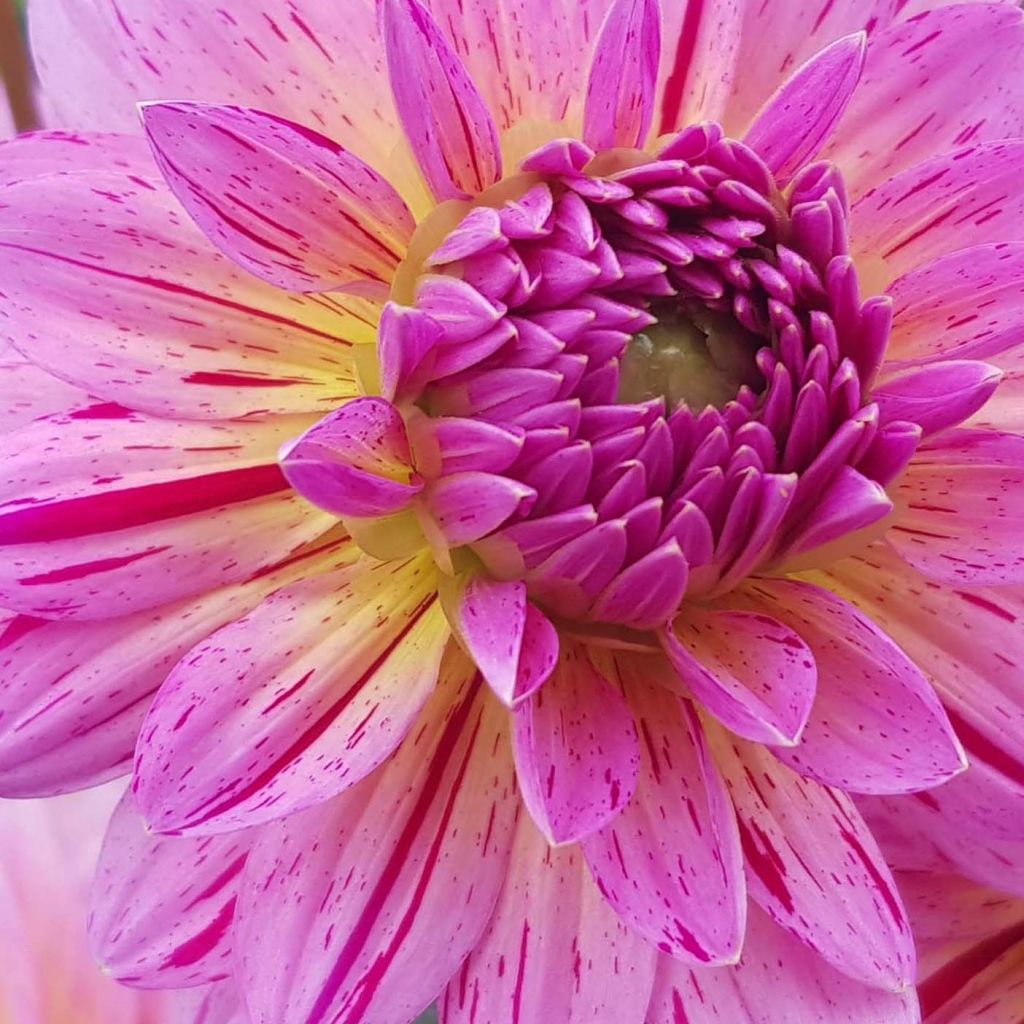Schmuck-Dahlie Tropical