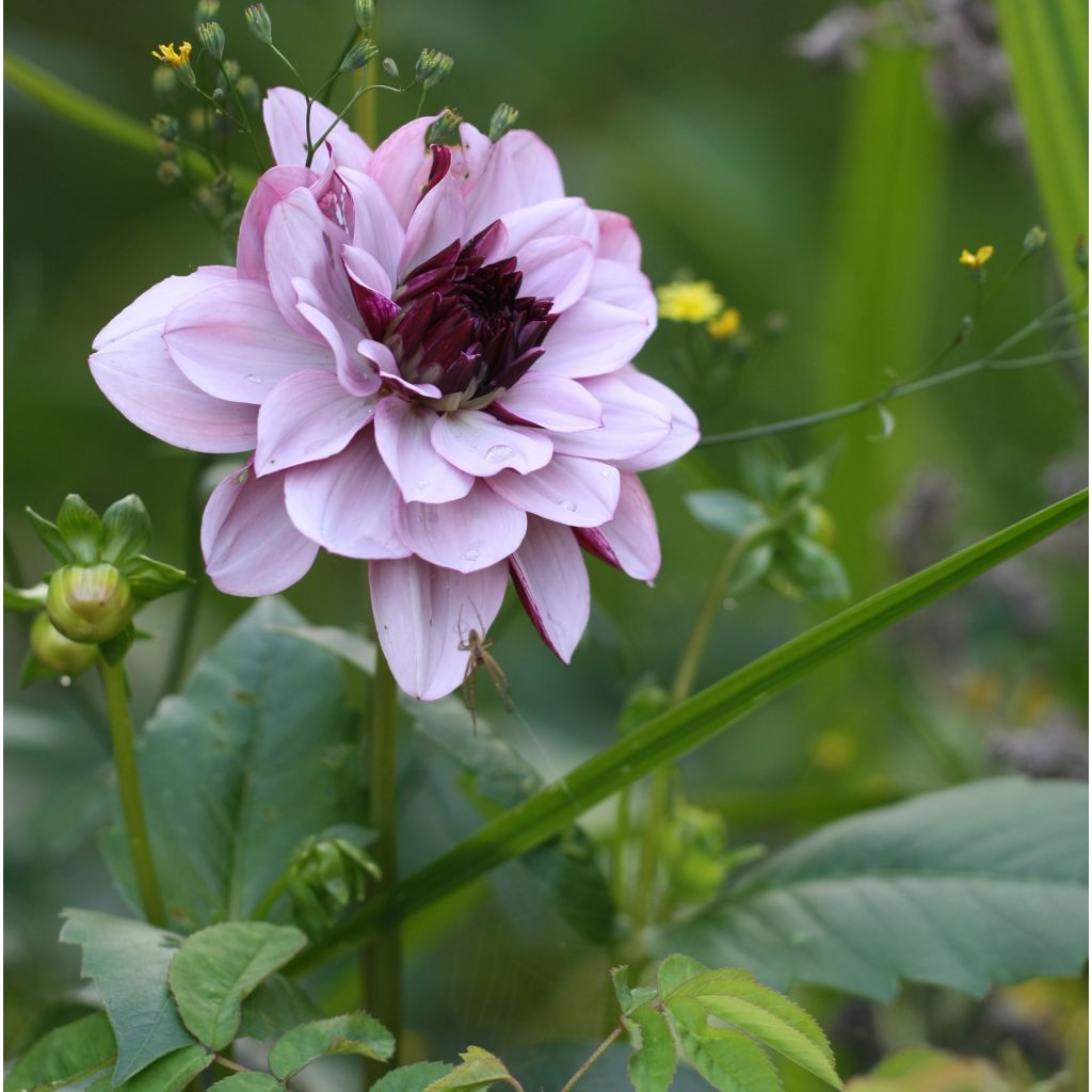 Schmuck-Dahlie Creme de Cassis