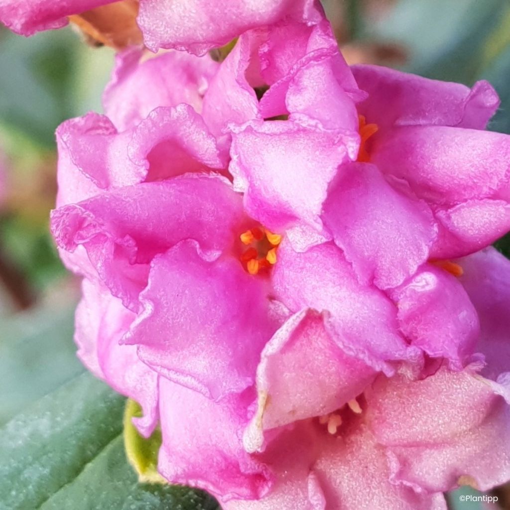 Seidelbast Sweetheart - Daphne