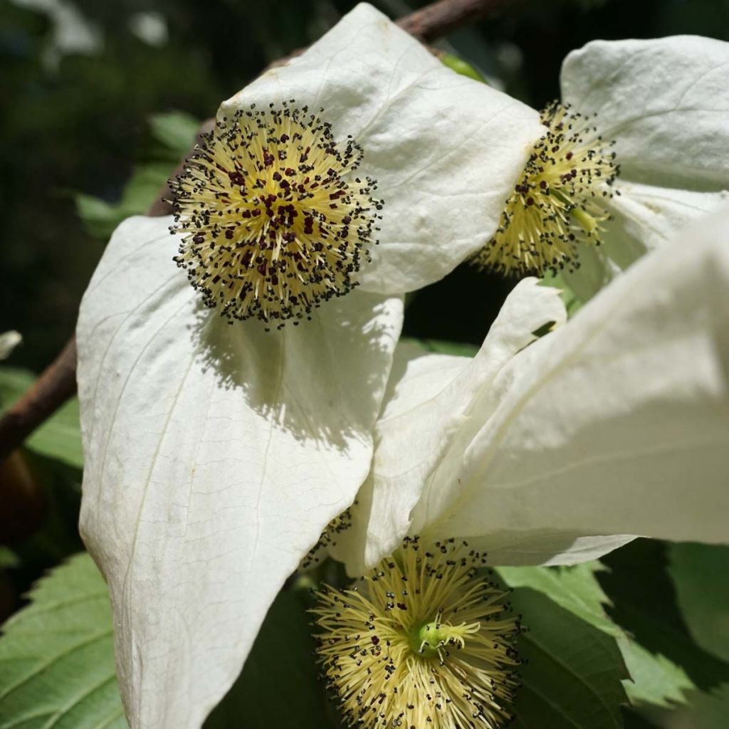 Davidia involucrata - Taschentuchbaum