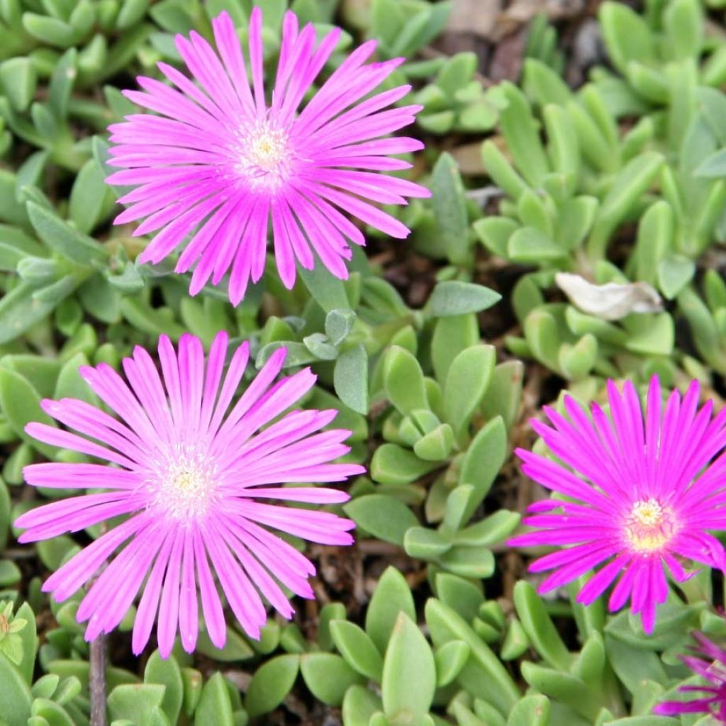 Delosperma Table Mountain