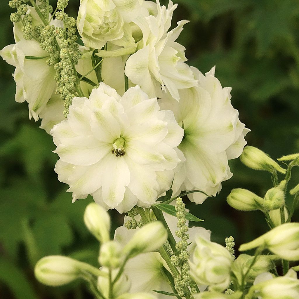 Hoher Rittersporn Double Innocence - Delphinium