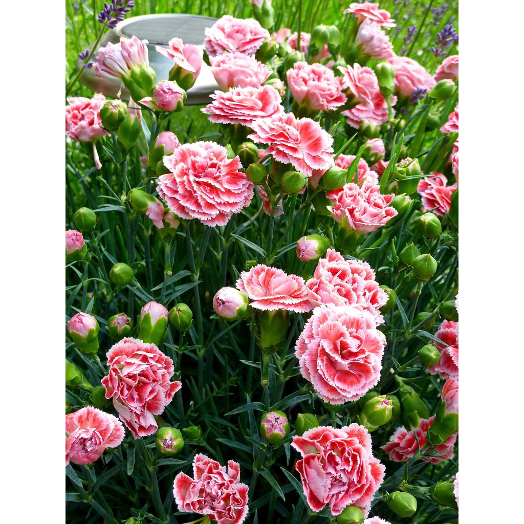 Feder-Nelke Scent First Coral Reef - Dianthus plumarius