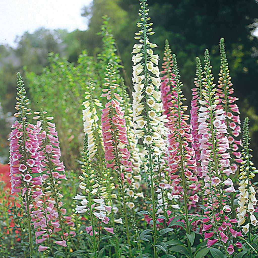 Roter Fingerhut - Digitalis purpurea