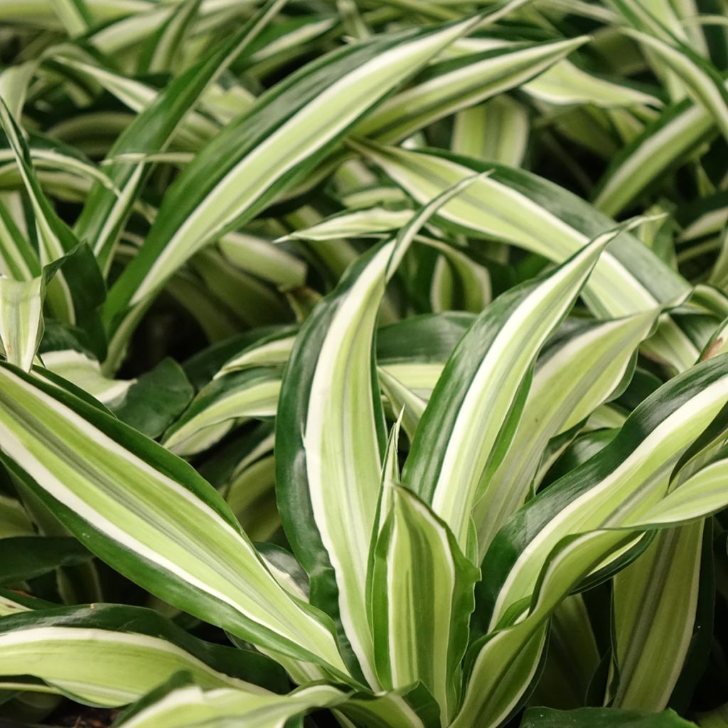 Dracaena Malaika - Drachenbaum