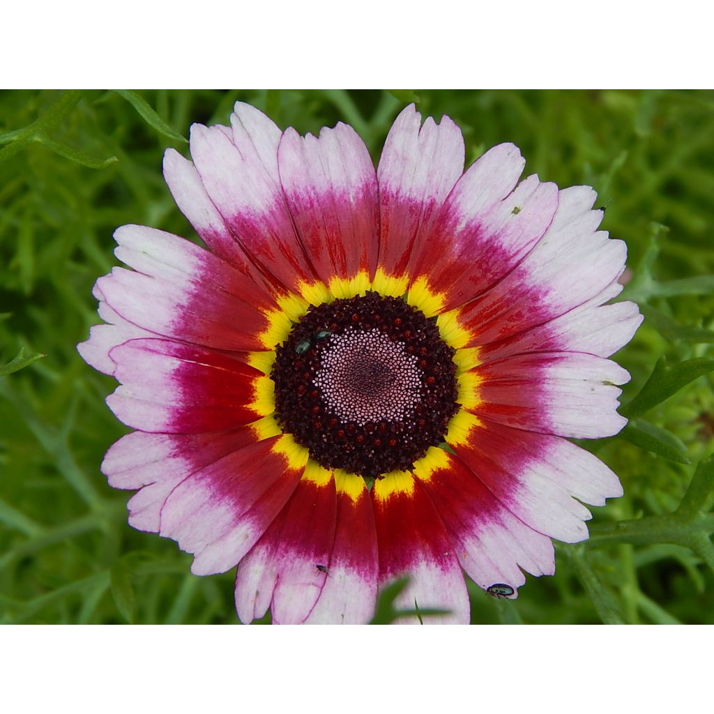 Chrysanthemum carinatum Summer Festival (Samen) - Wucherblume