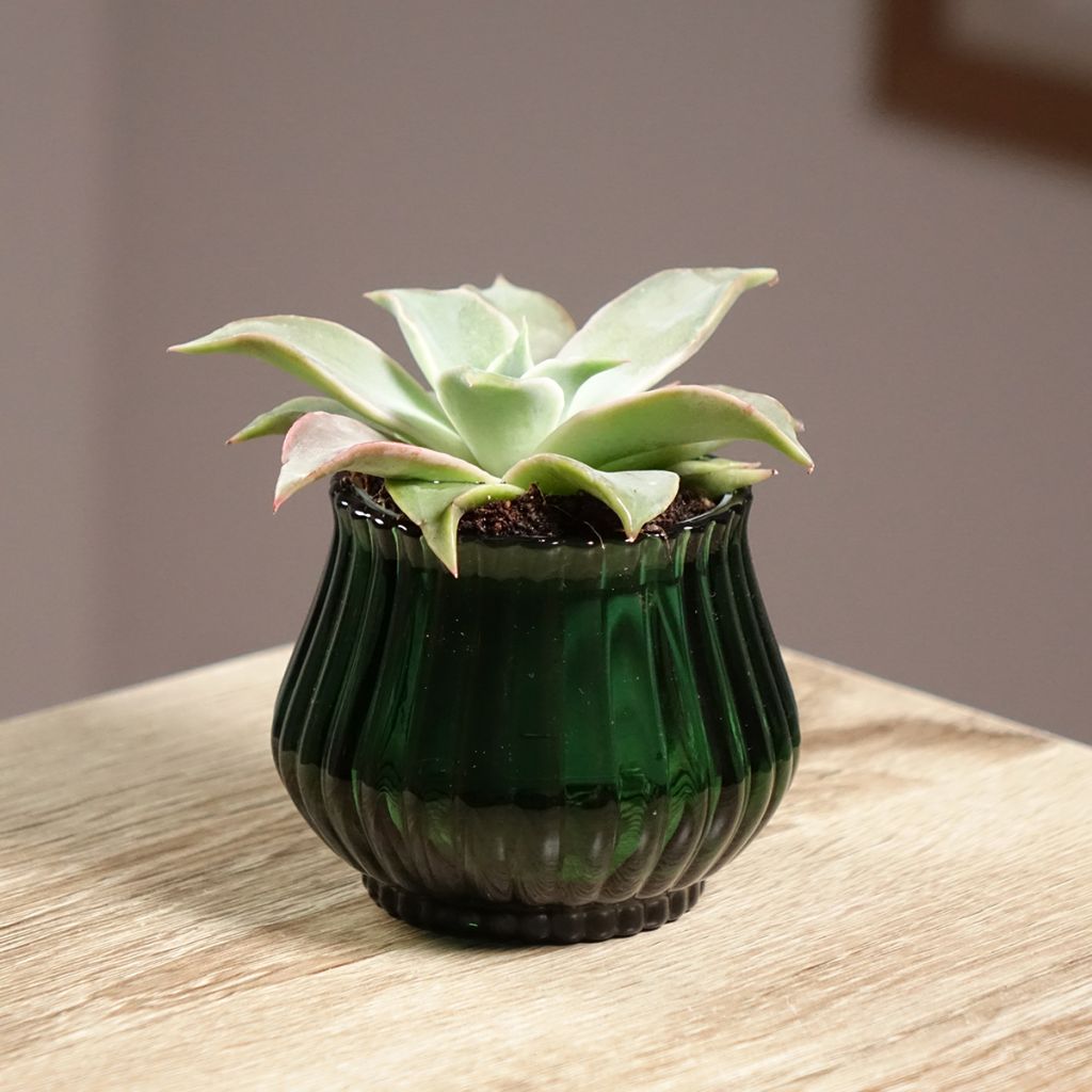 Echeveria Madiba - Echeverie