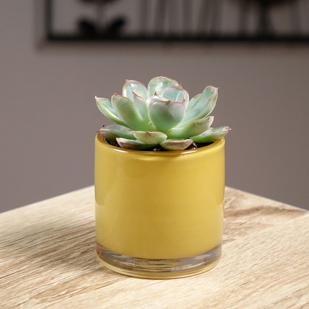 Echeveria Shira - Echeverie