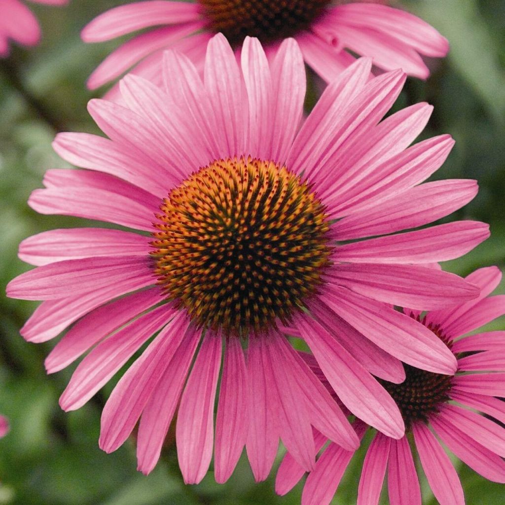Schmalblättriger Sonnenhut - Echinacea angustifolia