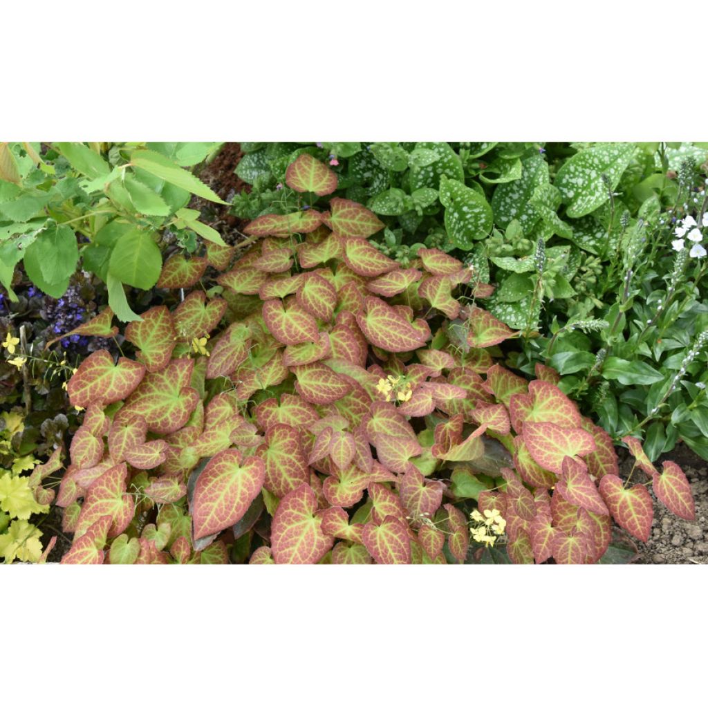 Epimedium perralchicum Fröhnleiten - Elfenblume