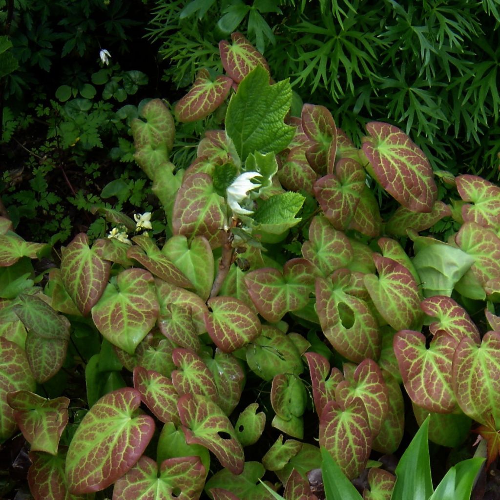 Epimedium versicolor Sulphureum, Fleur des elfes