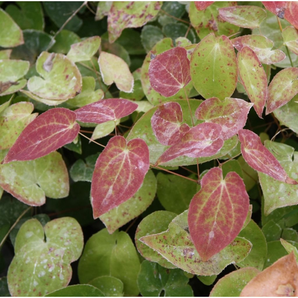 Epimedium pinnatum subsp. colchicum - Kolchische Elfenblume