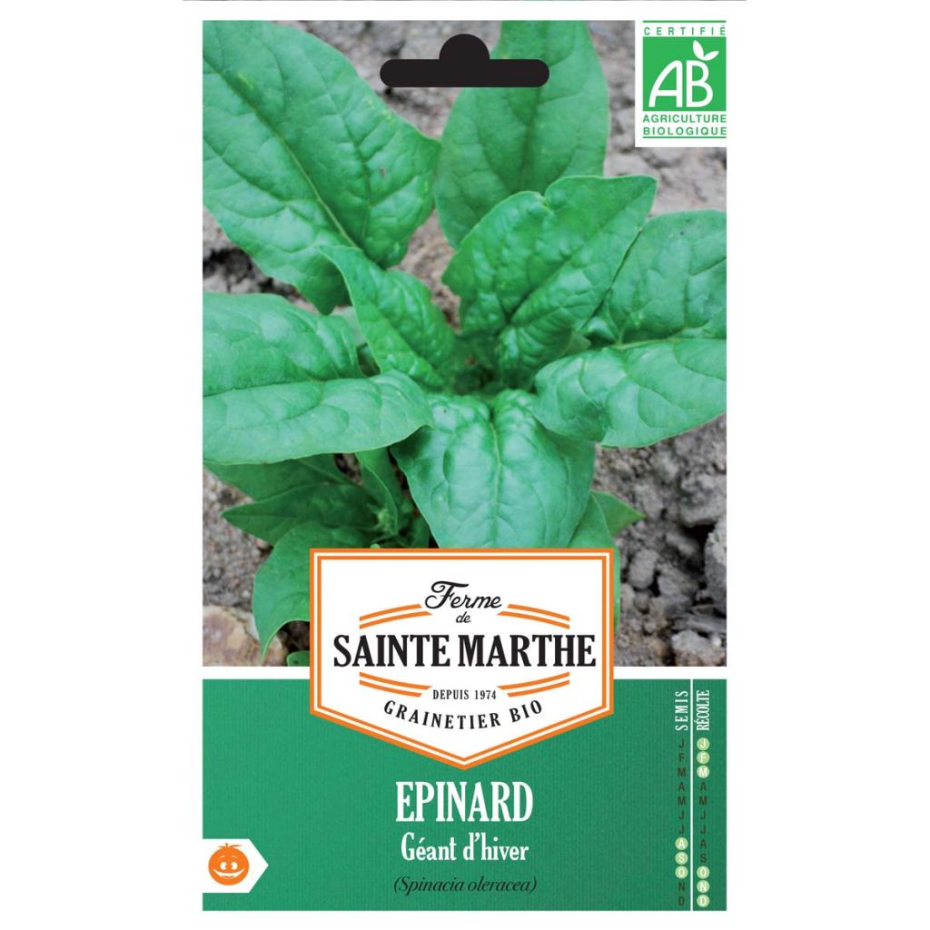 Spinat Géant d'Hiver Bio - Ferme de Sainte Marthe