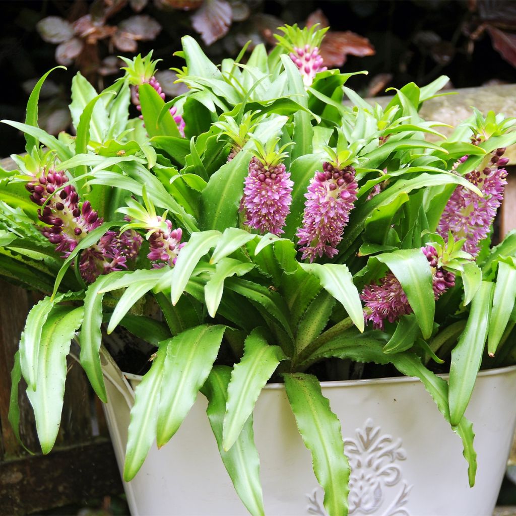 Eucomis comosa Sparkling Burgundy® - Eucomide rose à feuillage pourpre