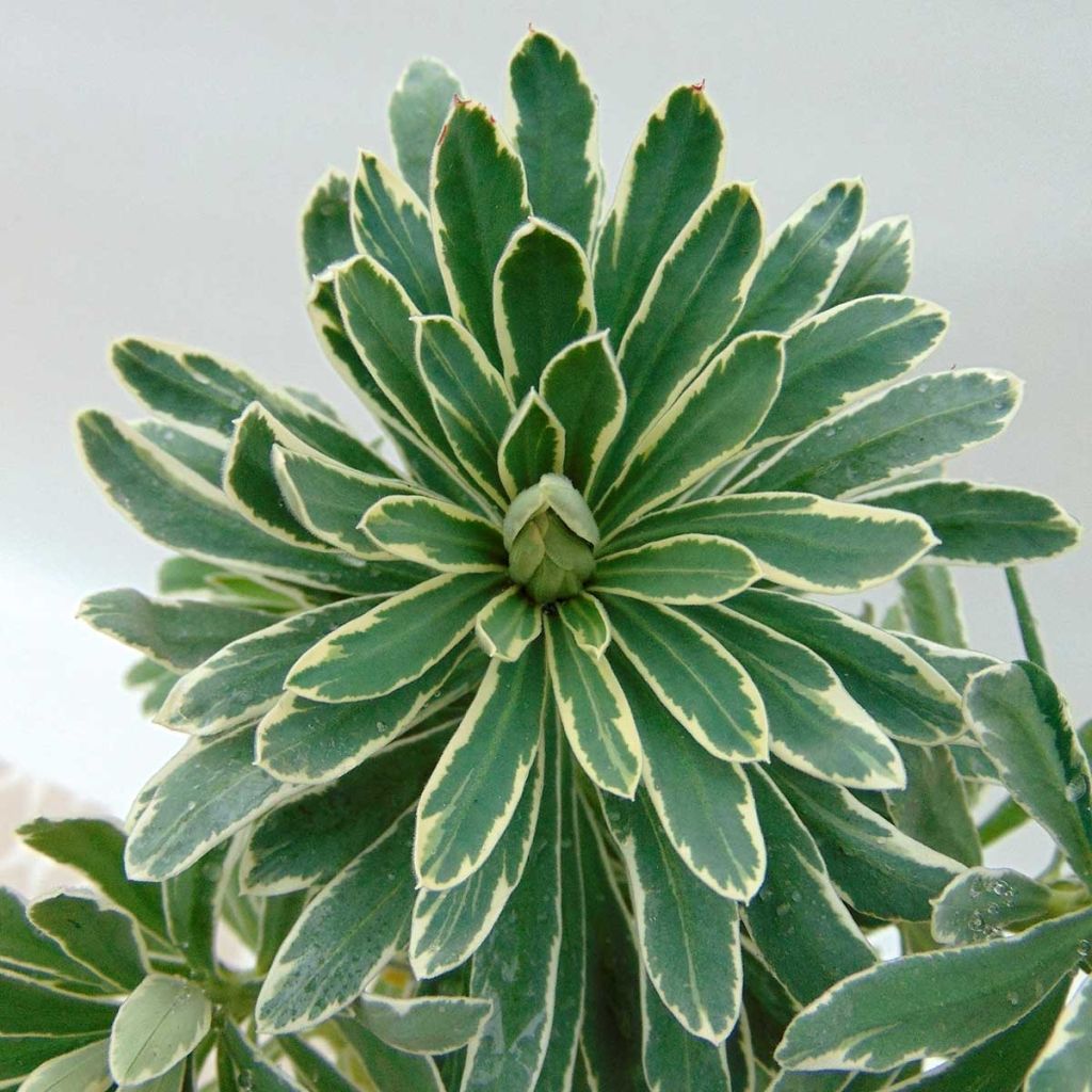 Euphorbia characias Glacier Blue - Palisaden-Wolfsmilch