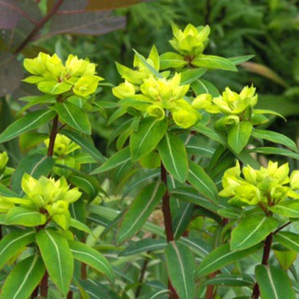 Euphorbia cornigera - Horn-Wolfsmilch