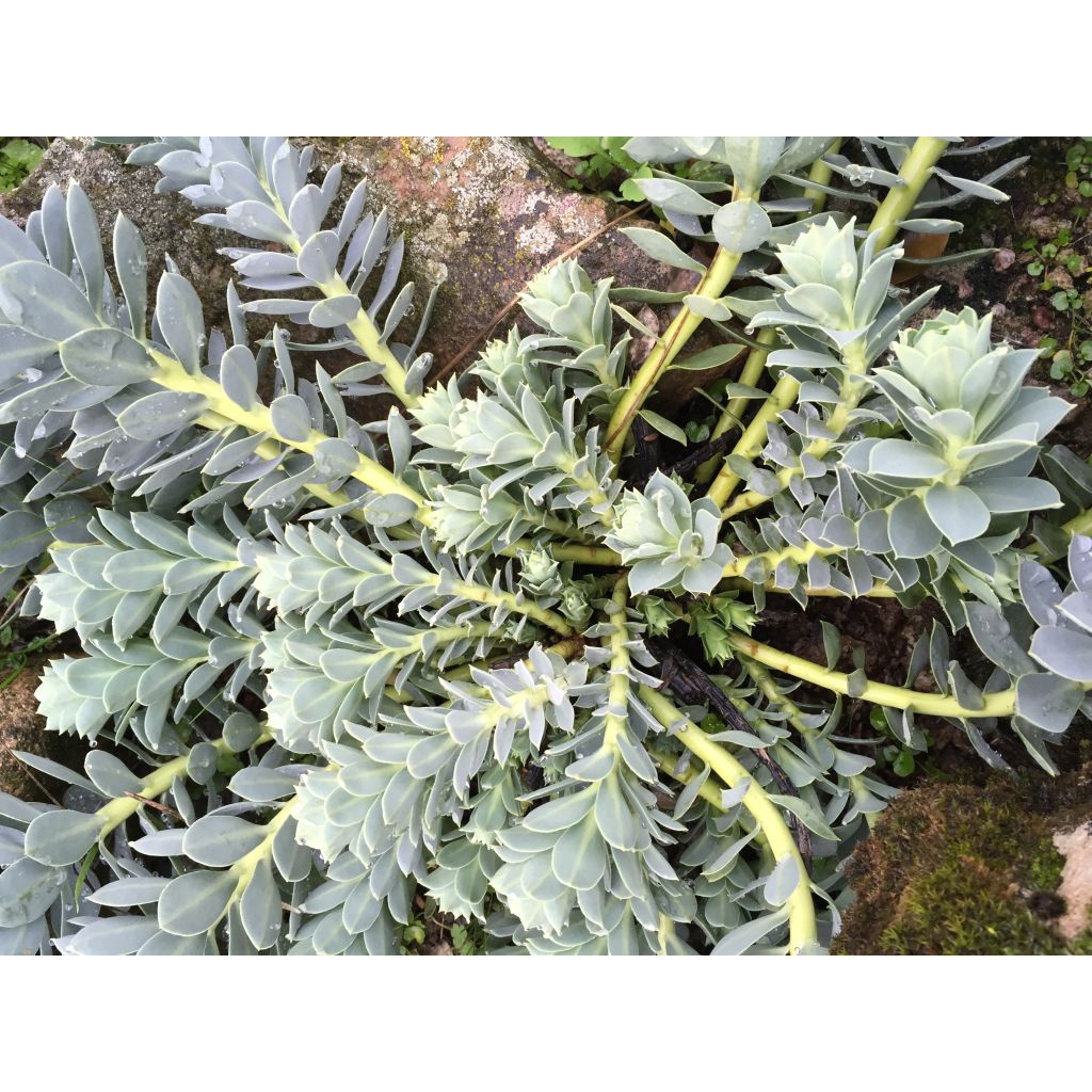 Euphorbia myrsinites - Blaugrüne Wolfsmilch