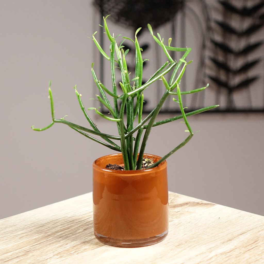 Bleistiftstrauch - Euphorbia tirucalli