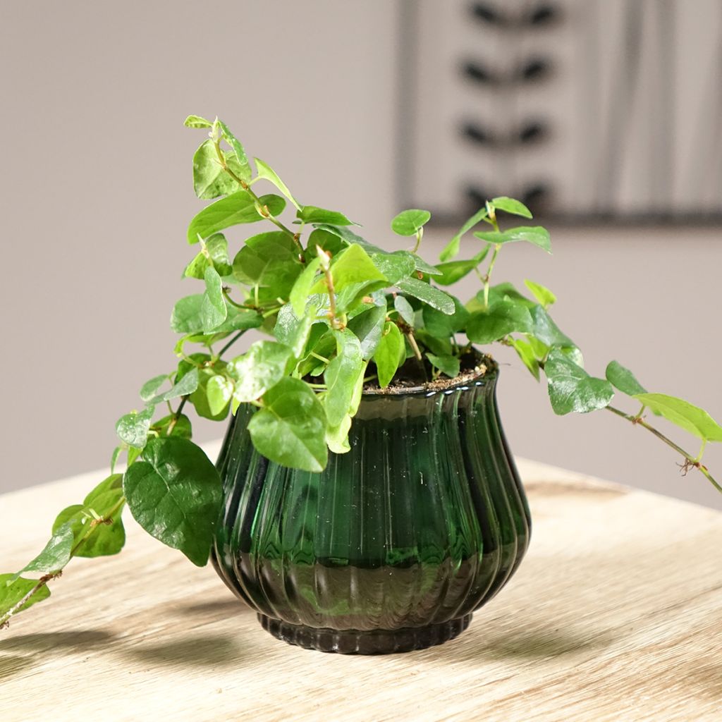 Ficus pumila Arina - Kletter-Feige